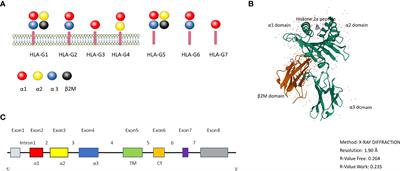 Biological Characteristics of HLA-G and Its Role in Solid Organ Transplantation